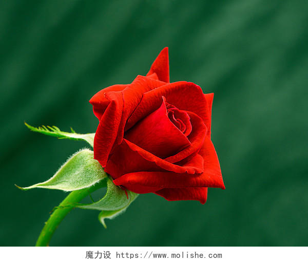 一朵盛开娇艳火红的玫瑰花